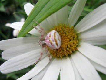 Бр-р-р-р... Насекомые всякие - IMG_6671.jpg