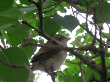 Пернатые соседи дикие  - IMG_6650.jpg