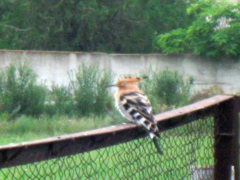 Пернатые соседи дикие  - IMG_6662.jpg