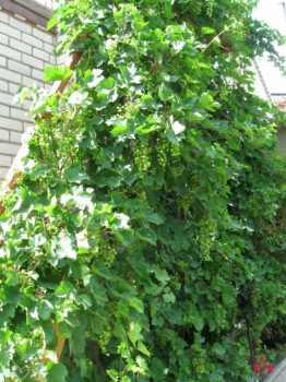 Наша дача и приусадебный участок - IMG_6717.jpg