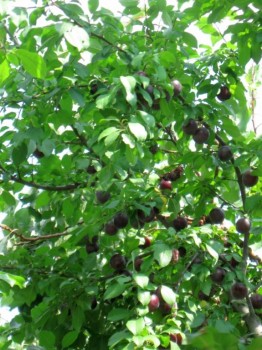 Наша дача и приусадебный участок - IMG_6727.jpg