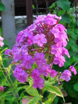 Наши цветы. В саду - IMG_6787.jpg