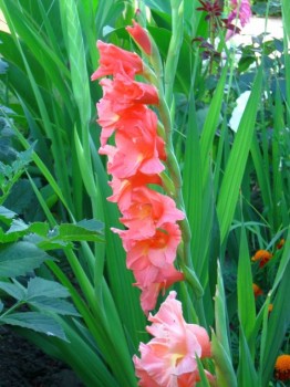 Наши цветы. В саду - IMG_6791.jpg