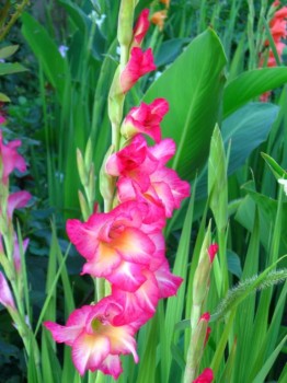 Наши цветы. В саду - IMG_6792.jpg