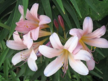 Наши цветы. В саду - IMG_6784.jpg