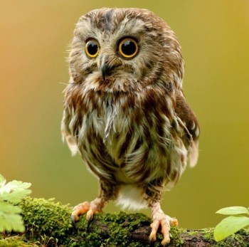 Аватар, аватар, аватар.... - со.jpg