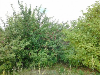 Наша дача и приусадебный участок - Фото3112.jpg