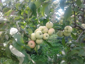 Наша дача и приусадебный участок - Фото3034.jpg