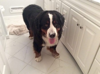 Рога и копыта, весёлая ЗоОфЛуДиЛьНя  - 2.jpg