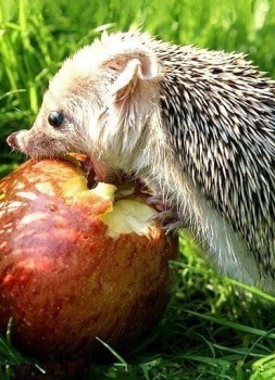 Аватар, аватар, аватар.... - ggy_caFQcCk.jpg