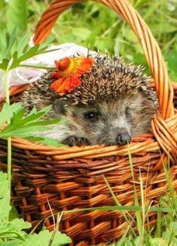 Аватар, аватар, аватар.... - zBK-hA_0SHQ.jpg