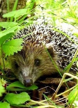 Аватар, аватар, аватар.... - B8Sudz1Hx1s.jpg