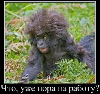 Они такие забавные смешные фото и видео  - image.jpg