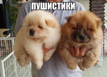 Они такие забавные смешные фото и видео  - image.jpg