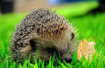 Аватар, аватар, аватар.... - 4BRVUGFVMEY.jpg