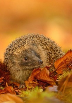 Аватар, аватар, аватар.... - TsuJc6Qb6Ac.jpg