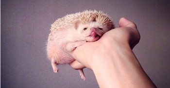 Они такие забавные смешные фото и видео  - umHD_TyMDPE.jpg