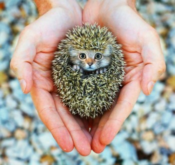 Аватар, аватар, аватар.... - jivotnie_gibridi_16.jpg