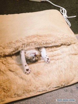 Они такие забавные смешные фото и видео  - 11215143_1238859409474353_6519081414631299581_n.jpg