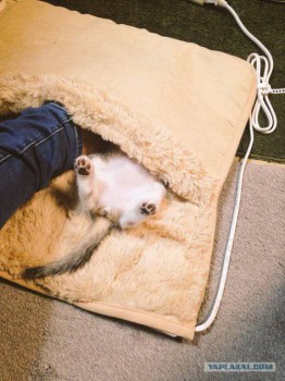 Они такие забавные смешные фото и видео  - 1610997_1238859362807691_7572666147068421844_n.jpg