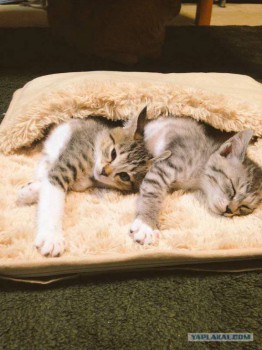 Они такие забавные смешные фото и видео  - 12193765_1238859442807683_6094191555478565037_n.jpg