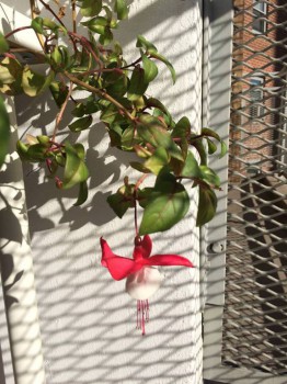 Наши цветы. В саду - 12227639_1135751806453708_130073494364408751_n.jpg