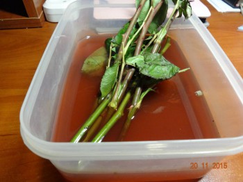 Розы - DSC00226.JPG