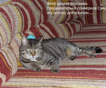 Кошки - очарование МОЁ - DSC03594.JPG