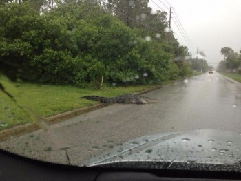 Угадай страну - RyQK1Scqdw4.jpg