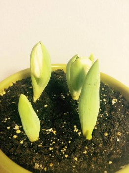 Наши цветы. В саду - 12508689_1171903959505159_8408242956121163084_n.jpg