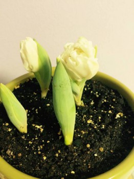 Наши цветы. В саду - 0.jpg