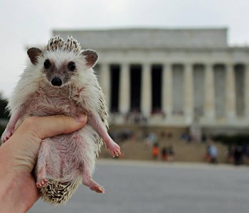 Они такие забавные смешные фото и видео  - b7d61e4a593efbe85c42d73959983751_jpg_pagespeed_ce_kSdXqHs5ji.jpg