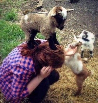 Ох уж эти козы  - image.jpg