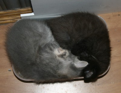 Кошки - очарование МОЁ - IMG_9362.jpg