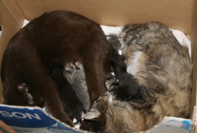 Кошки - очарование МОЁ - IMG_9268.jpg