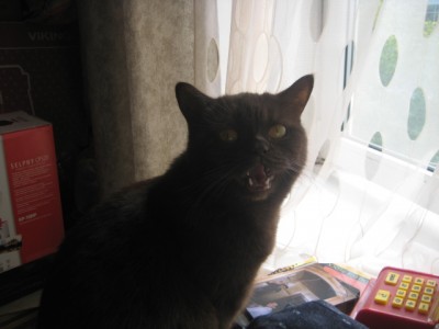 Кошки - очарование МОЁ - 002.jpg