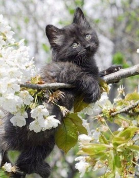 Они такие забавные смешные фото и видео  - image.jpg