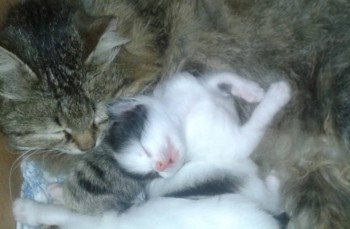 Кошки - очарование МОЁ - 20160410_123822.jpg