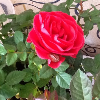 Улитки Ахатины - image.jpg