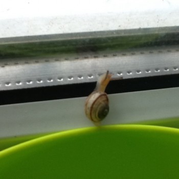 Улитки Ахатины - image.jpg