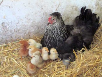 Птичий двор - IMG_1082.jpg