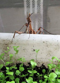 Бр-р-р-р... Насекомые всякие - IMG_1148.jpg