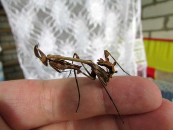 Бр-р-р-р... Насекомые всякие - IMG_1162.jpg