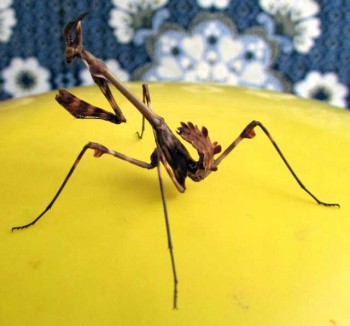 Бр-р-р-р... Насекомые всякие - IMG_1158.jpg