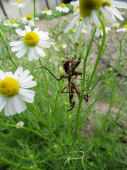 Бр-р-р-р... Насекомые всякие - IMG_1163.jpg