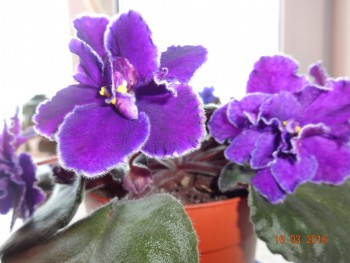 Домашние любимцы комнатные цветы  - DSC00413.JPG