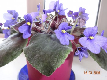 Домашние любимцы комнатные цветы  - DSC00415.JPG