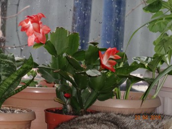 Домашние любимцы комнатные цветы  - DSC00495.JPG