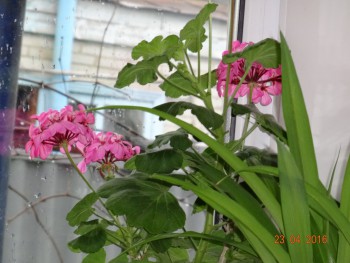 Домашние любимцы комнатные цветы  - DSC00496.JPG