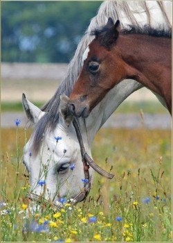 Добрые картинки - image.jpg